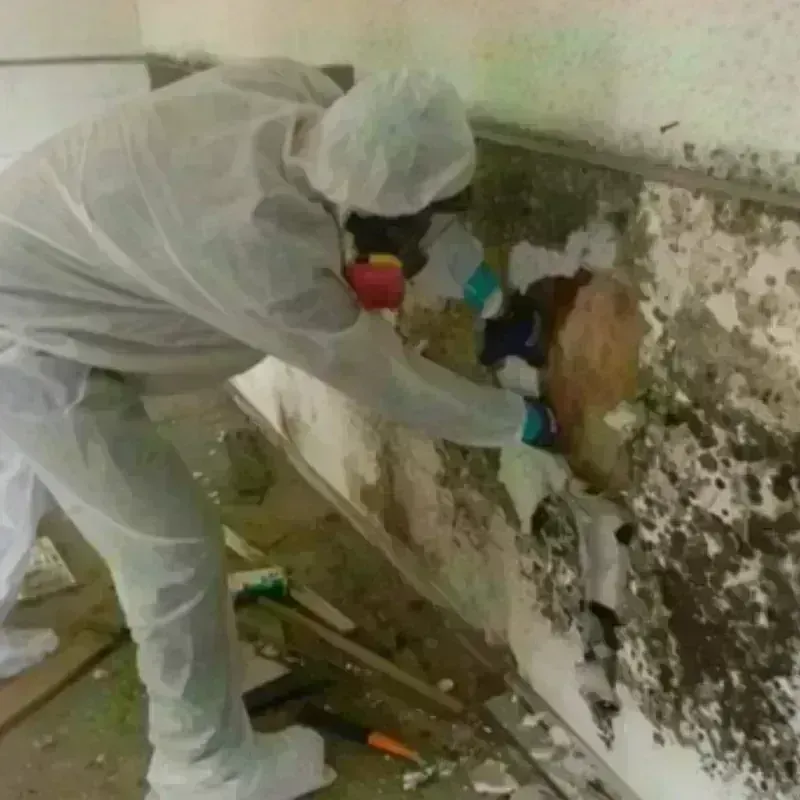 Mold Remediation and Removal in Oakland, NE